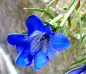 Plastic Blue Flower